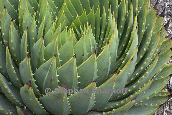 aloe polyphylla 2 graphic